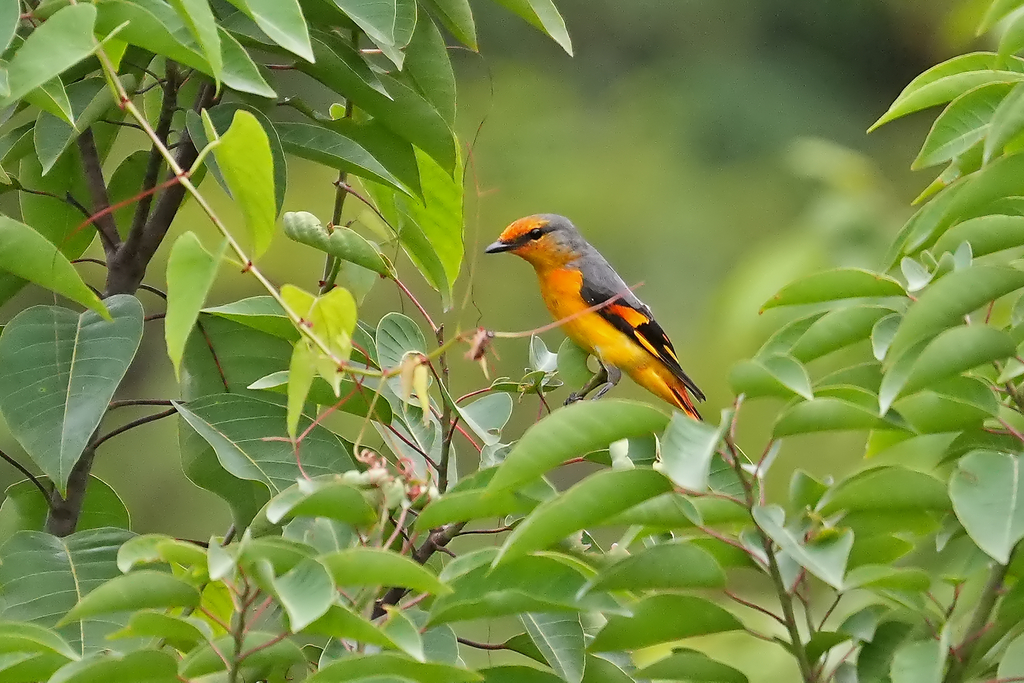 Scarlet Minivet — Borneo wildlife, book, free download, jungle tour, bird, bird tour