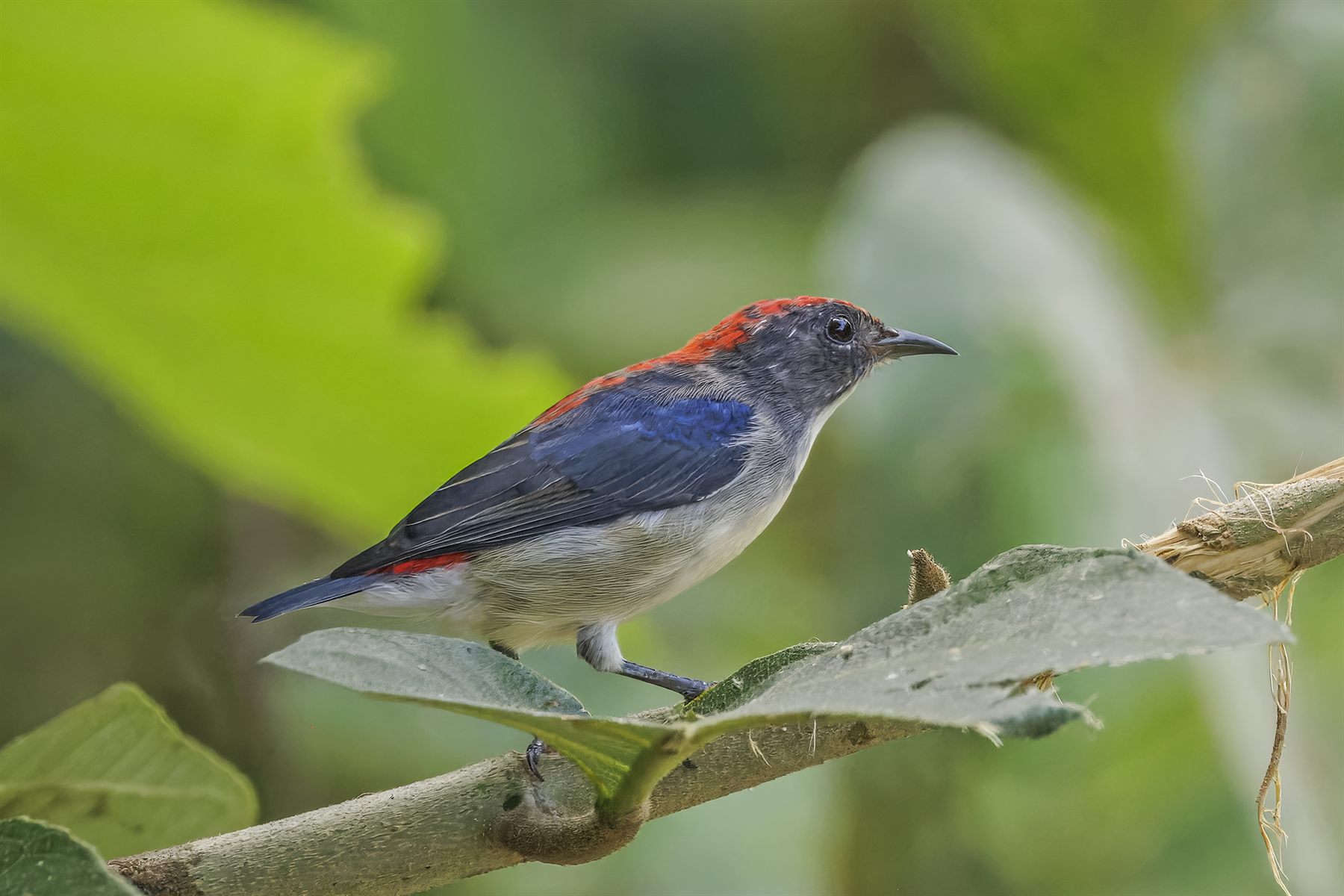 Scarlet-backed Flowerpecker — Borneo wildlife, book, free download, jungle tour, bird, bird tour