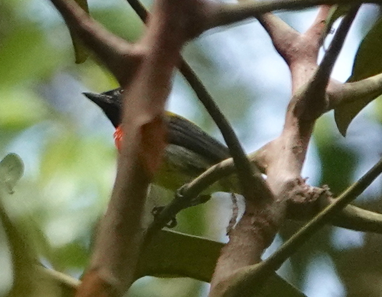 Scarlet-breasted Flowerpecker — Borneo wildlife, book, free download, jungle tour, bird, bird tour