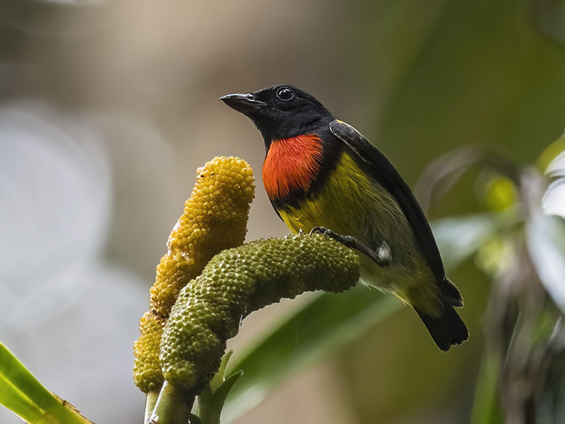 Scarlet-breasted Flowerpecker — Borneo wildlife, book, free download, jungle tour, bird, bird tour