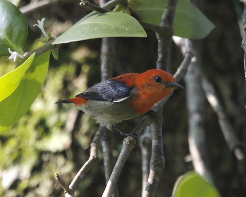 Scarlet-headed Flowerpecker — Borneo wildlife, book, free download, jungle tour, bird, bird tour
