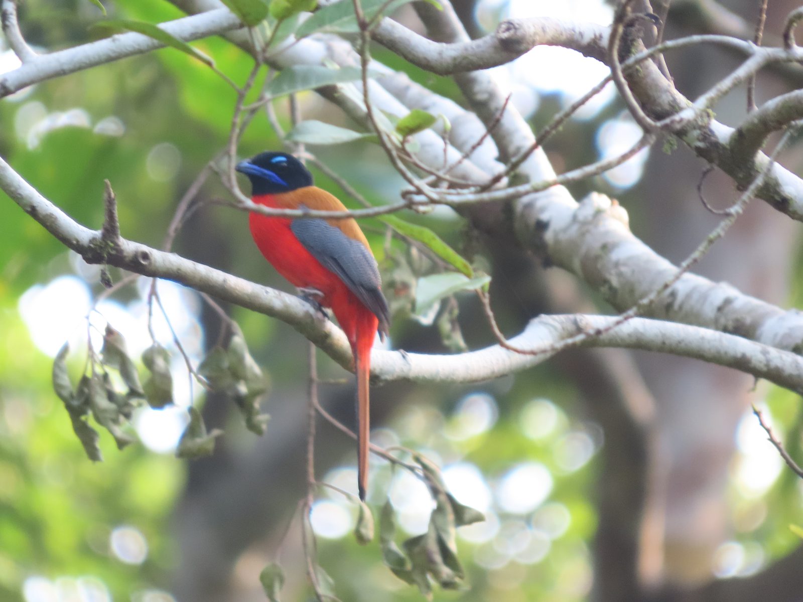 Scarlet-rumped Trogon — Borneo wildlife, book, free download, jungle tour, bird, bird tour
