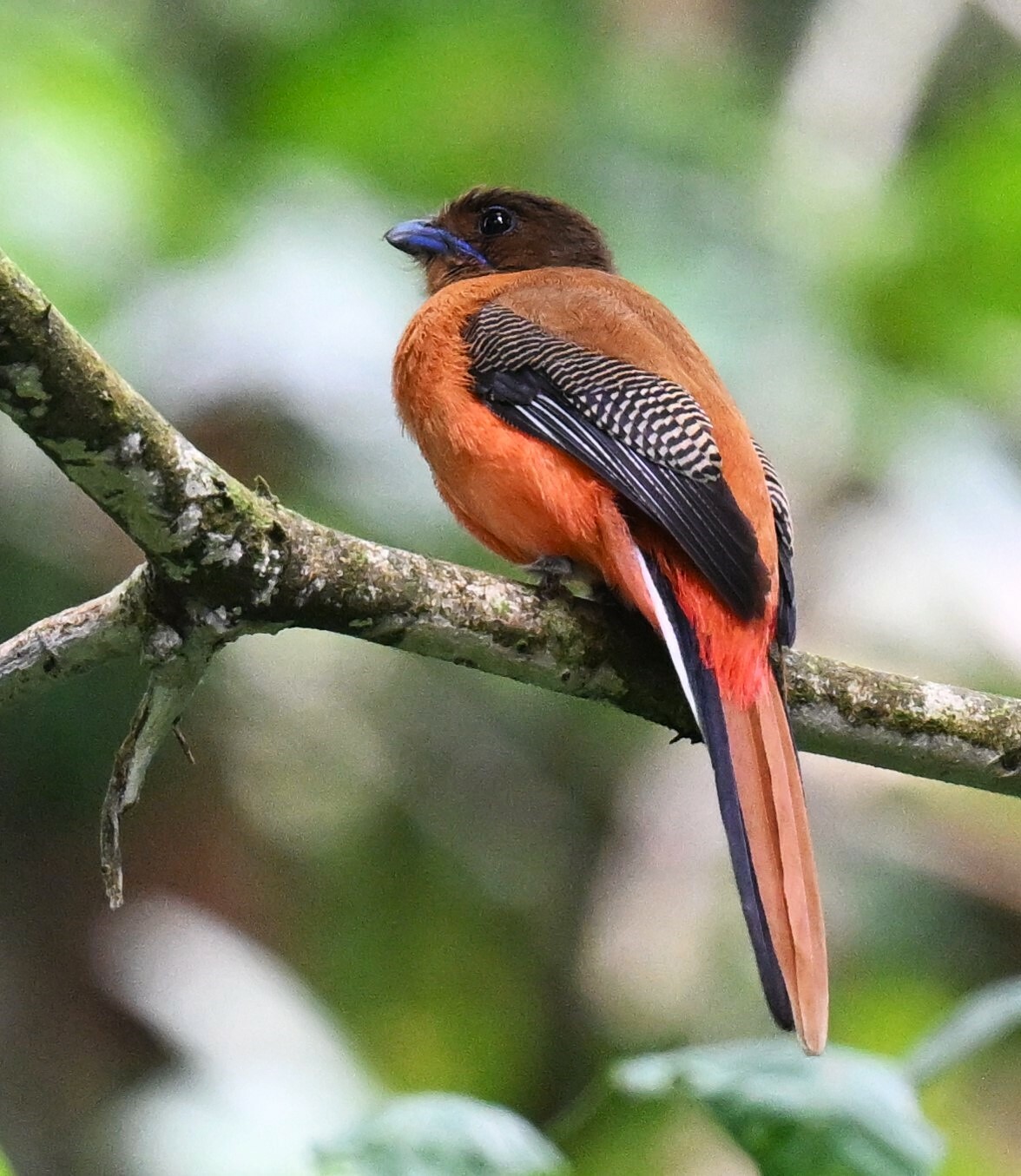 Scarlet-rumped Trogon — Borneo wildlife, book, free download, jungle tour, bird, bird tour