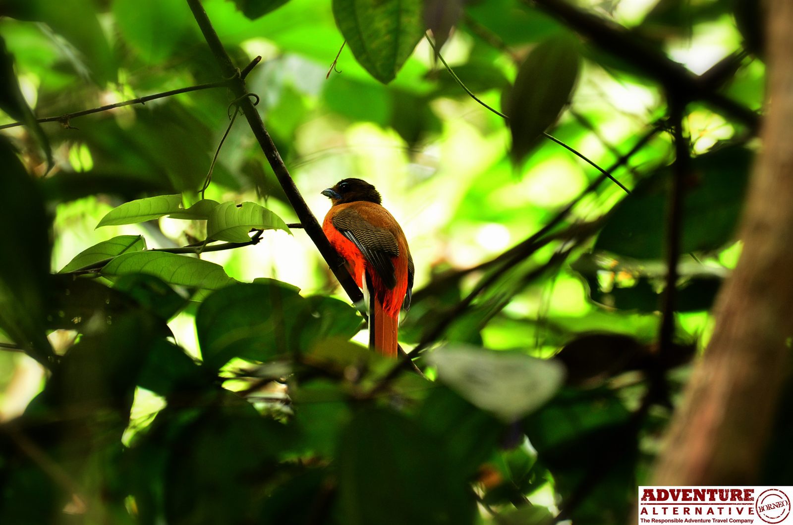 Scarlet-rumped Trogon — Borneo wildlife, book, free download, jungle tour, bird, bird tour