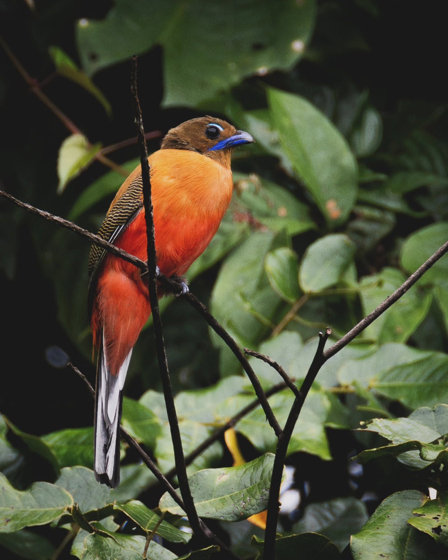 Scarlet-rumped Trogon — Borneo wildlife, book, free download, jungle tour, bird, bird tour