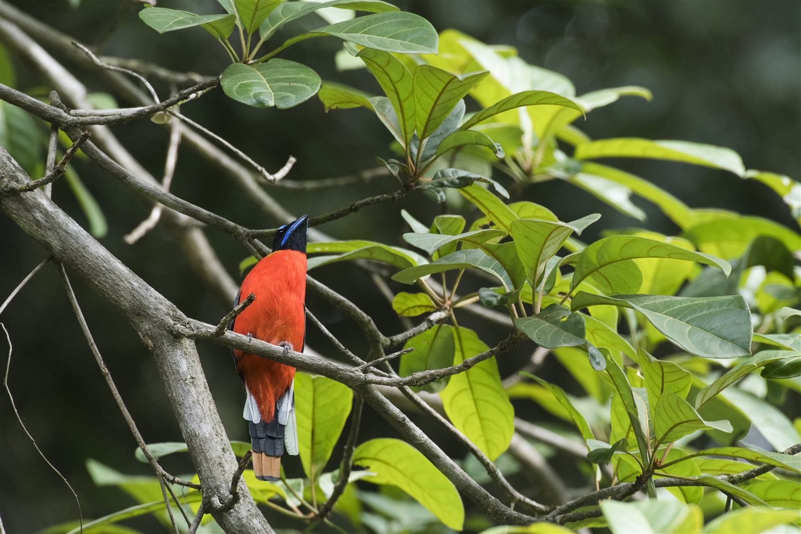 Scarlet-rumped Trogon — Borneo wildlife, book, free download, jungle tour, bird, bird tour