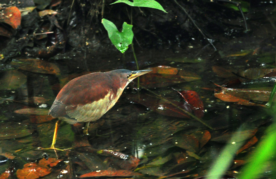 Schrenck's Bittern — Borneo wildlife, book, free download, jungle tour, bird, bird tour
