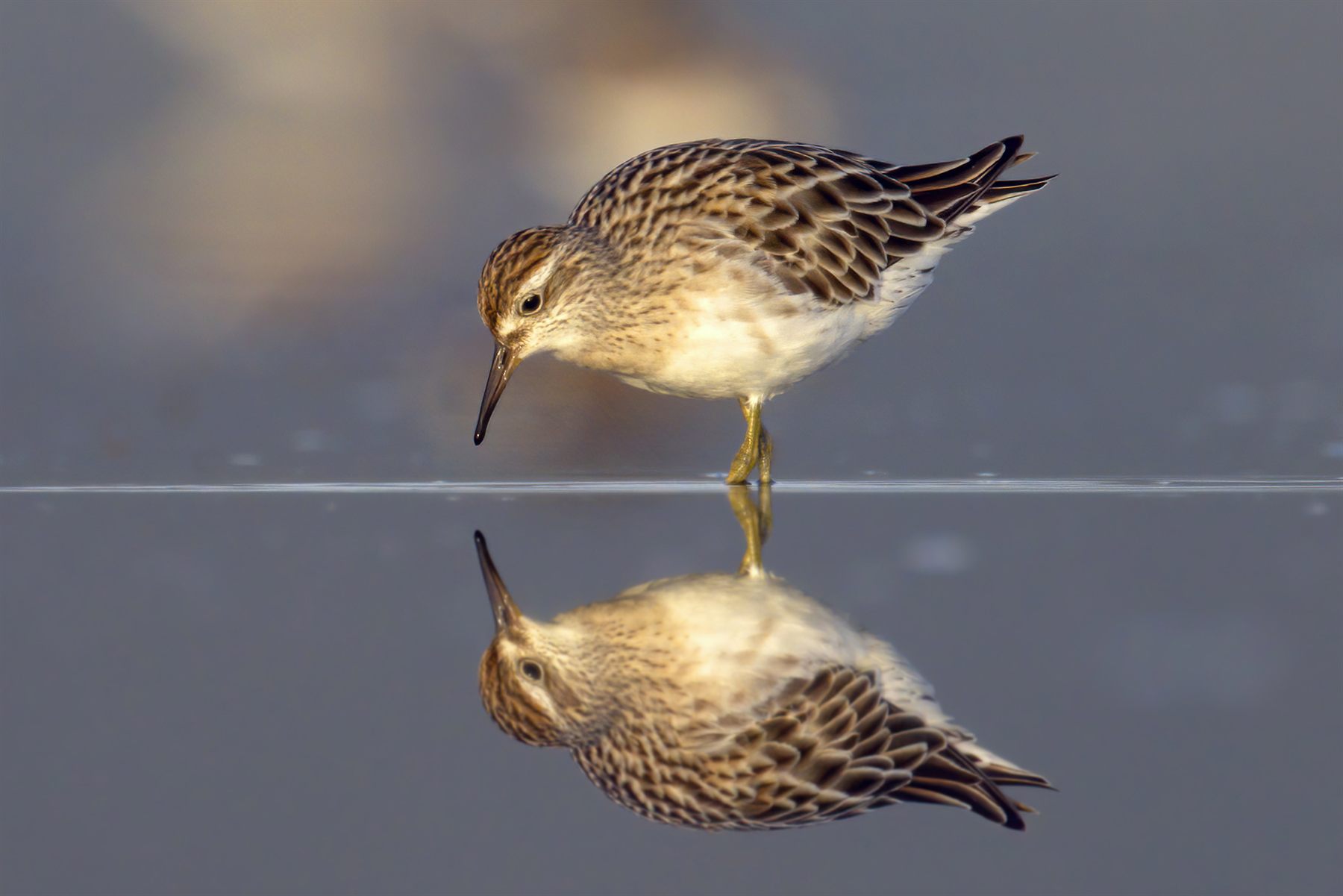 Sharp-tailed Sandpiper — Borneo wildlife, book, free download, jungle tour, bird, bird tour