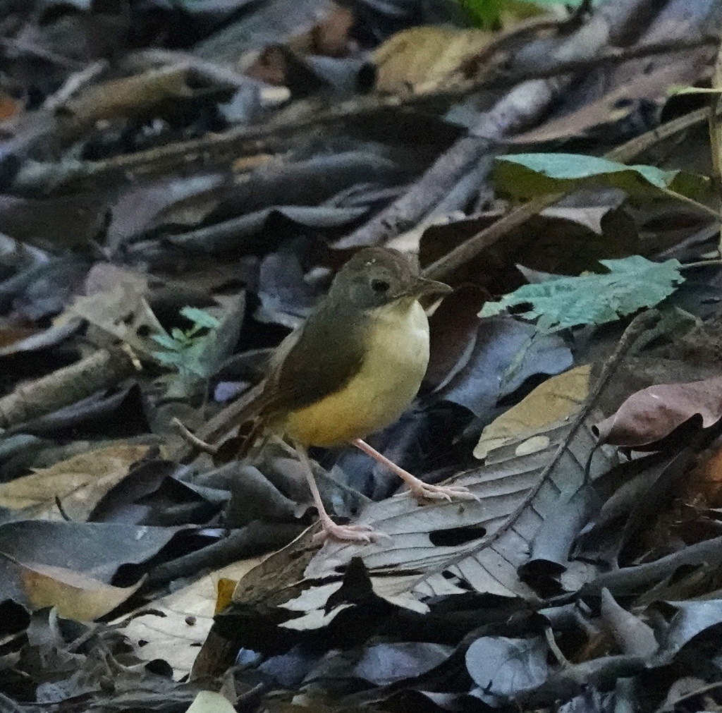 Short-tailed Babbler — Borneo wildlife, book, free download, jungle tour, bird, bird tour