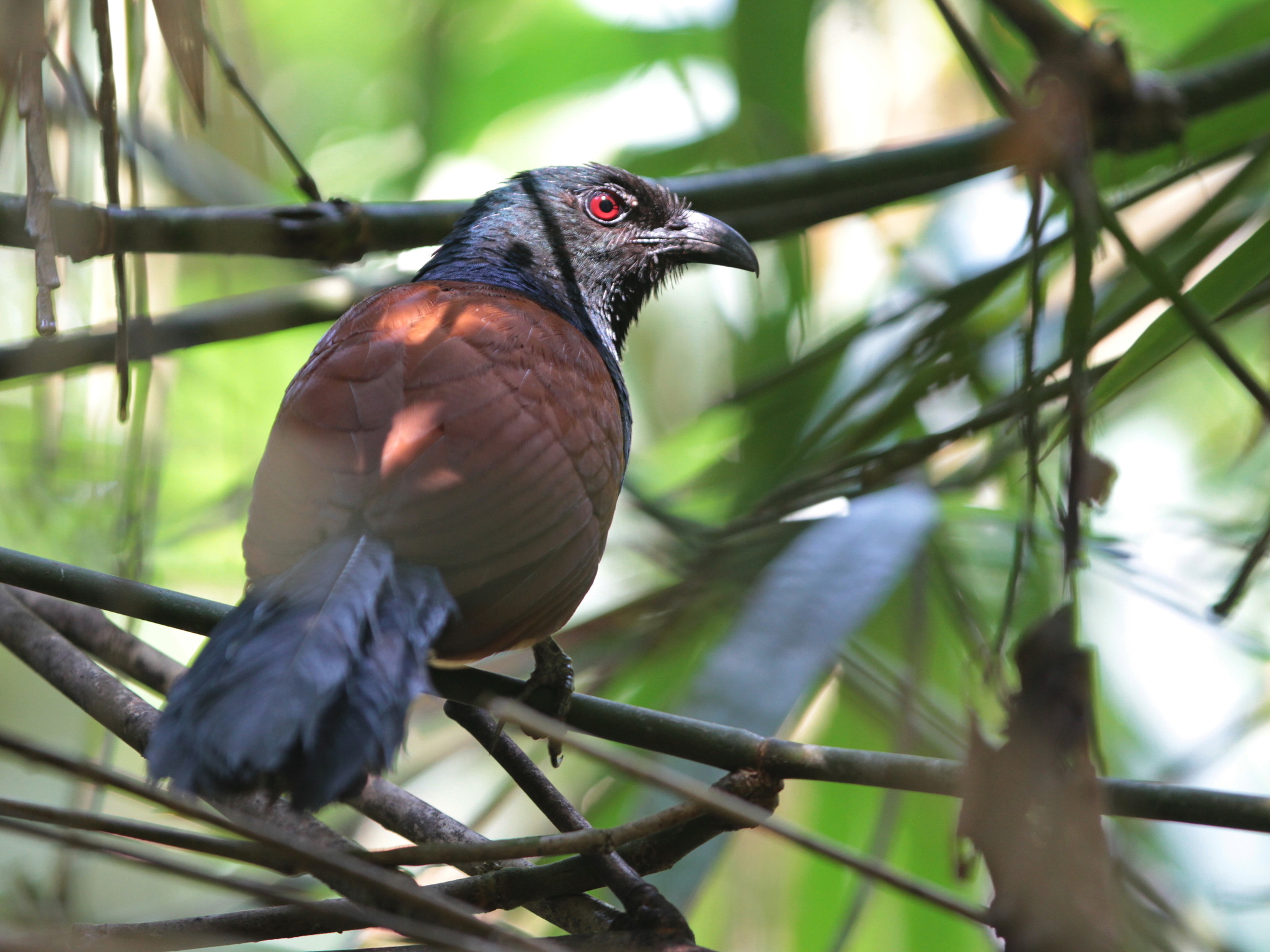 Short-toed Coucal — Borneo wildlife, book, free download, jungle tour, bird, bird tour