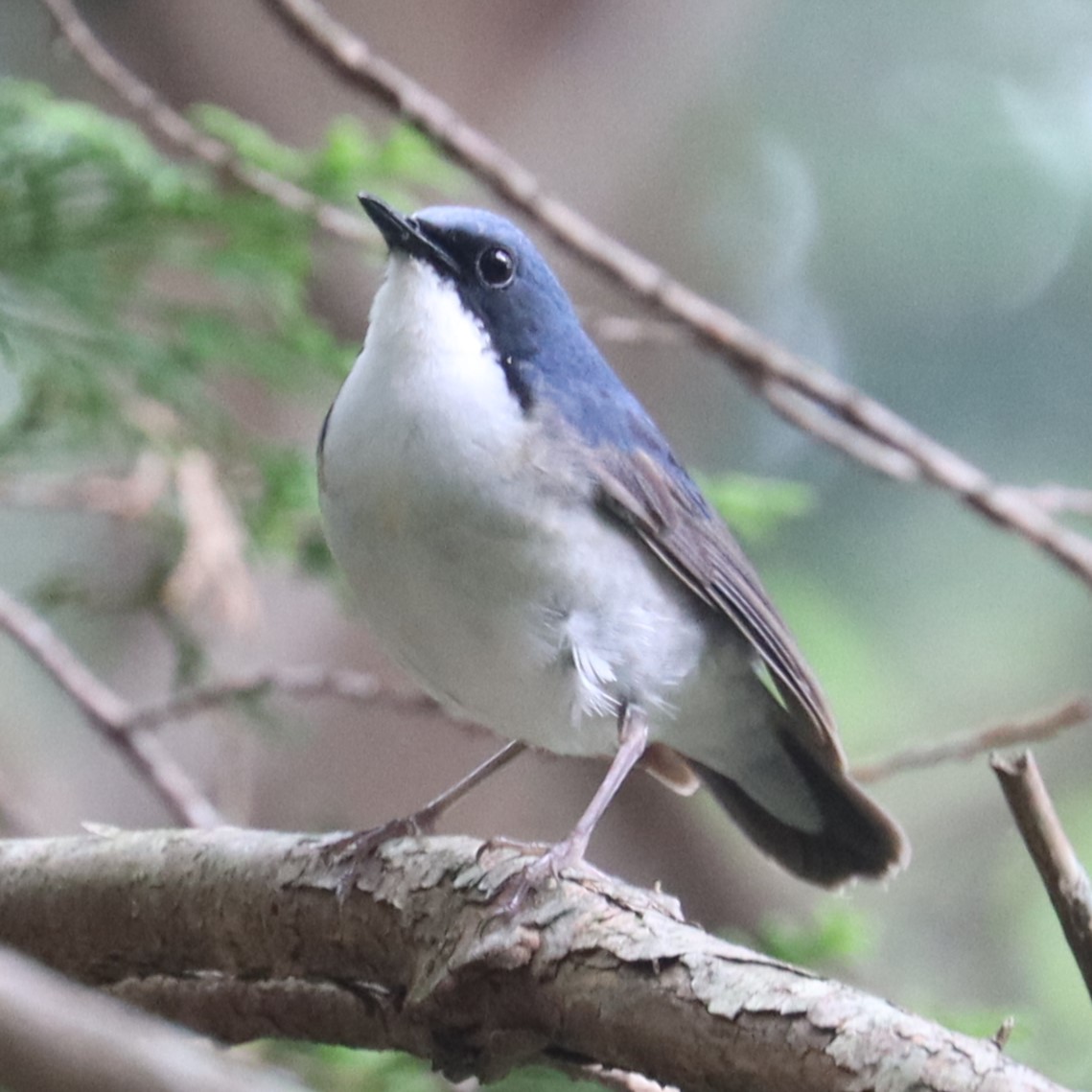 Siberian Blue Robin — Borneo wildlife, book, free download, jungle tour, bird, bird tour