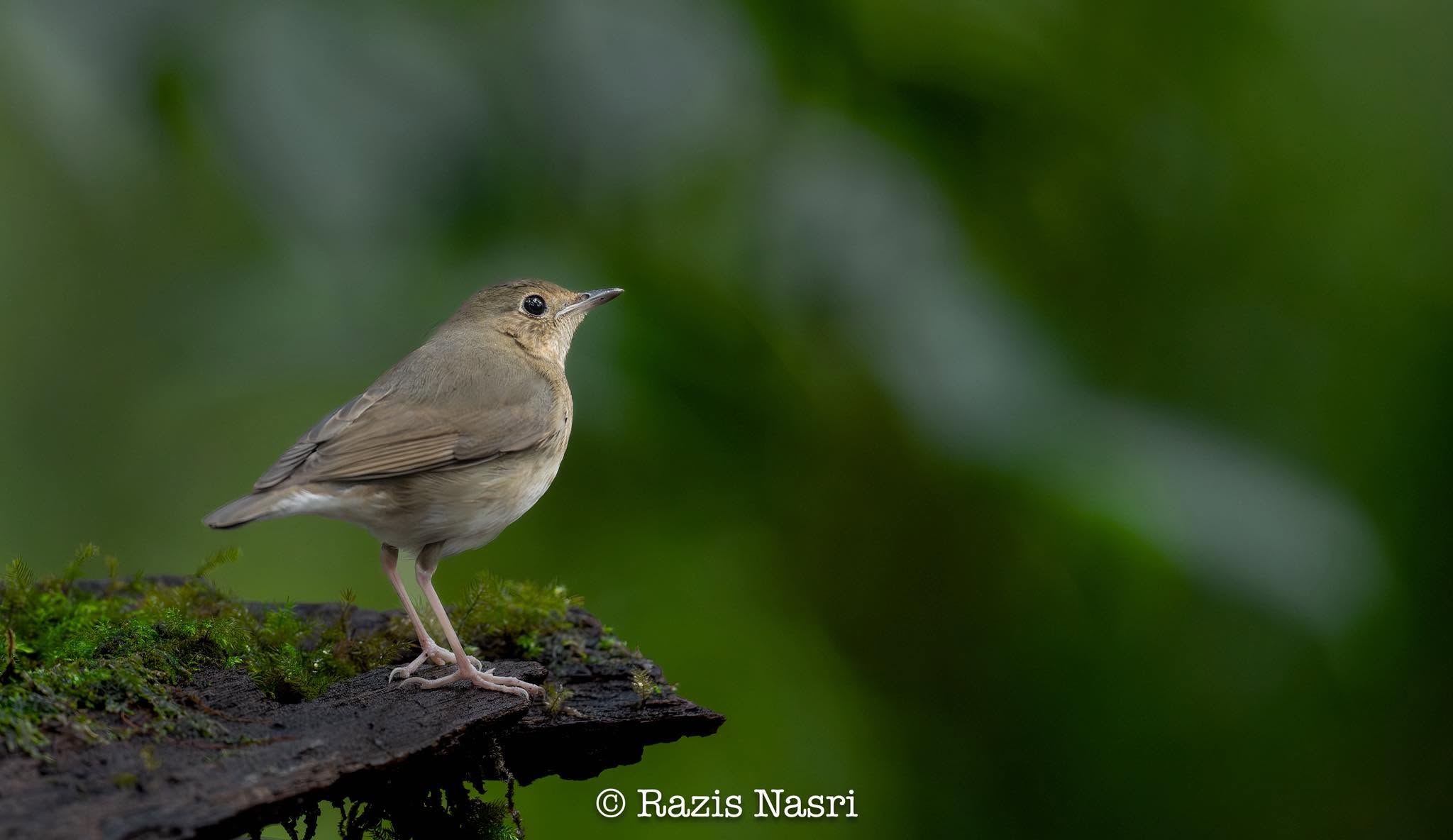 Siberian Blue Robin — Borneo wildlife, book, free download, jungle tour, bird, bird tour