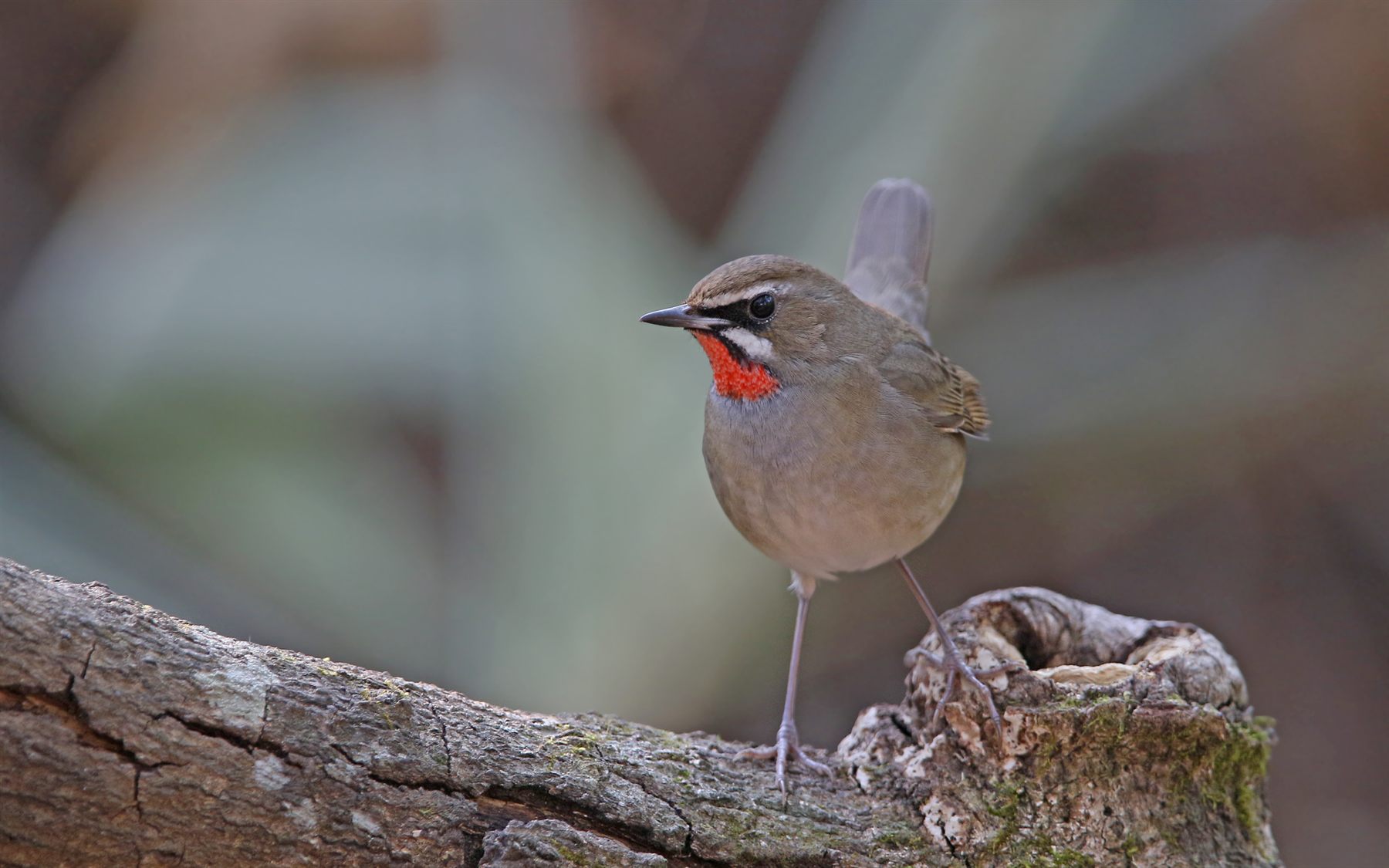 Siberian Rubythroat — Borneo wildlife, book, free download, jungle tour, bird, bird tour
