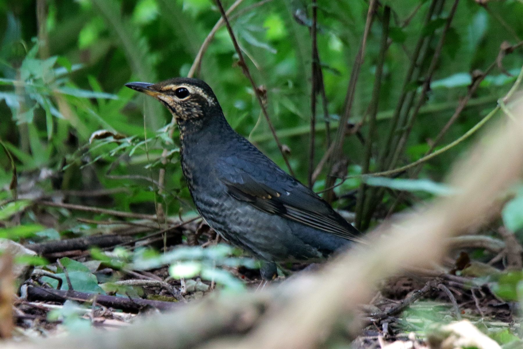 Siberian Thrush — Borneo wildlife, book, free download, jungle tour, bird, bird tour