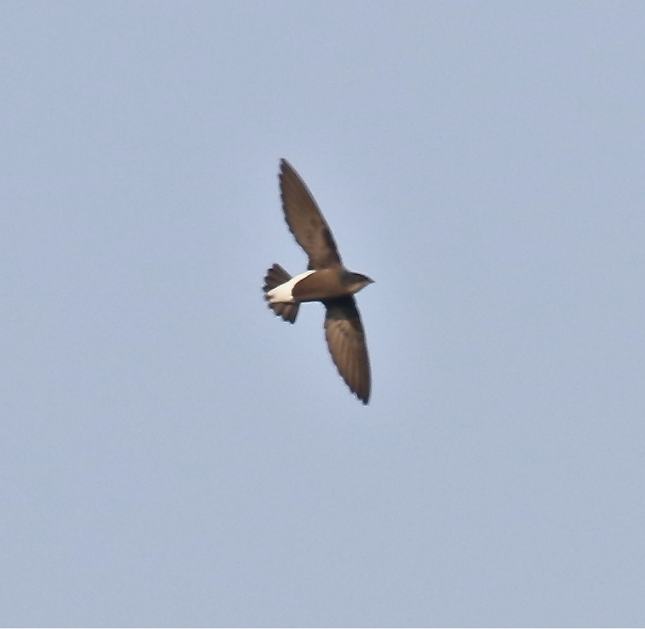 Silver-backed Needletail — Borneo wildlife, book, free download, jungle tour, bird, bird tour