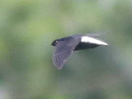 Silver-rumped Spinetail — Borneo wildlife, book, free download, jungle tour, bird, bird tour