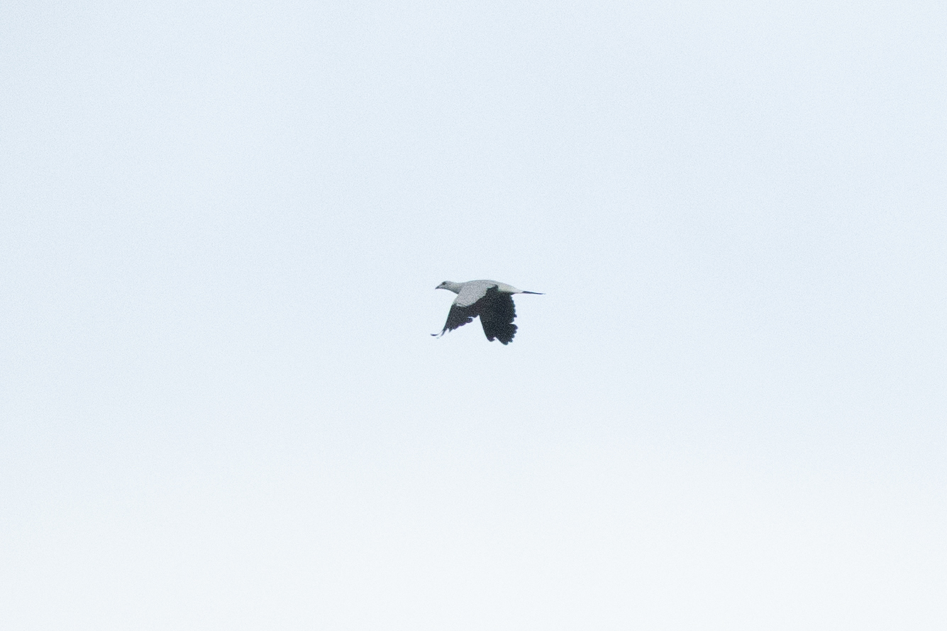 Silvery Wood-Pigeon — Borneo wildlife, book, free download, jungle tour, bird, bird tour