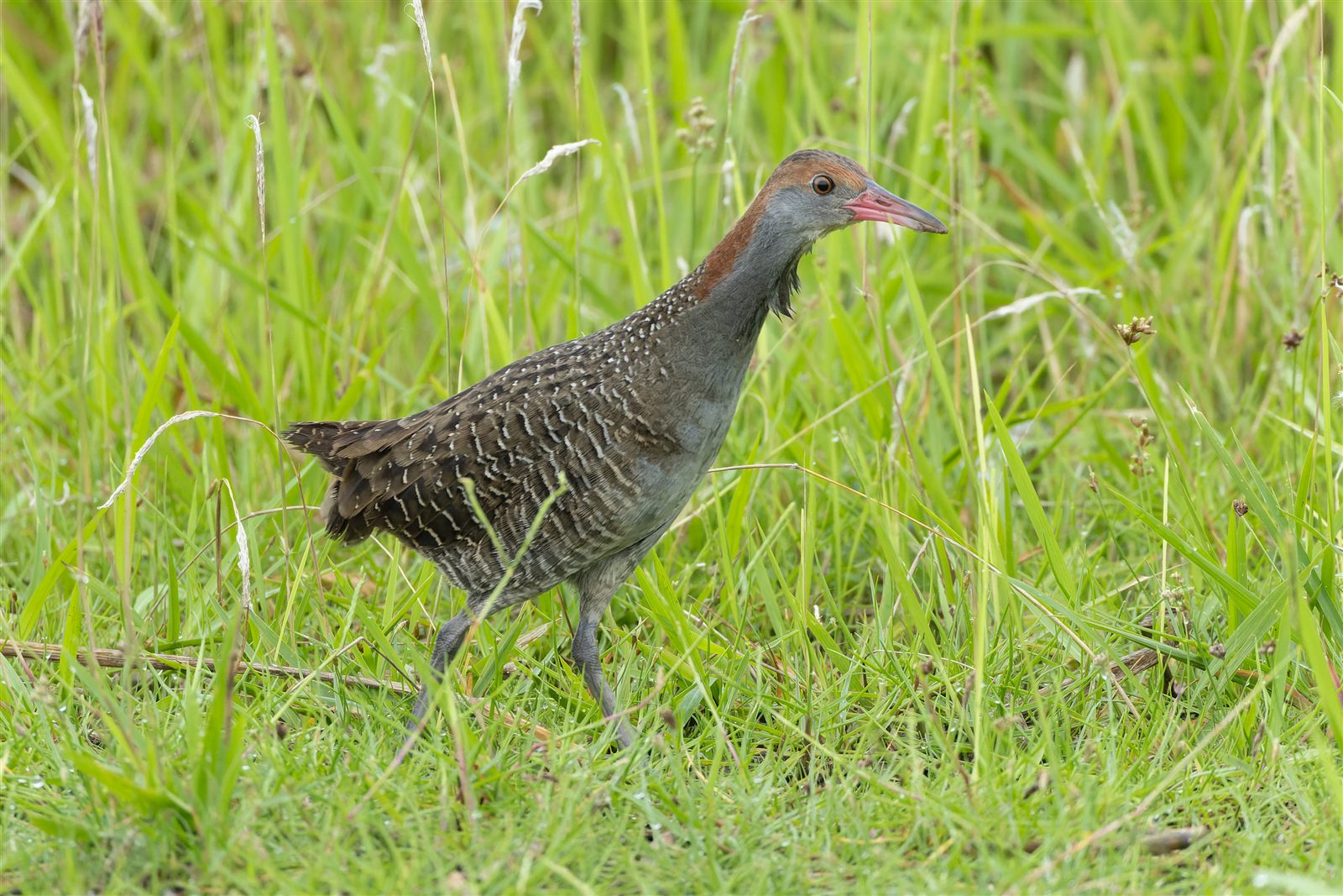 Slaty-breasted Rail — Borneo wildlife, book, free download, jungle tour, bird, bird tour