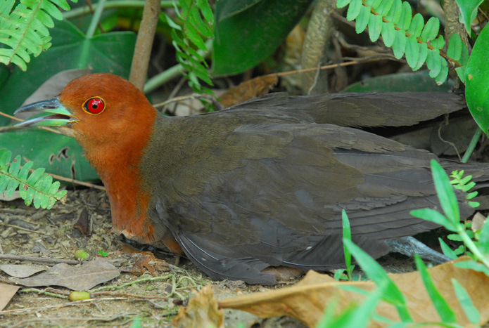 Slaty-legged Crake — Borneo wildlife, book, free download, jungle tour, bird, bird tour