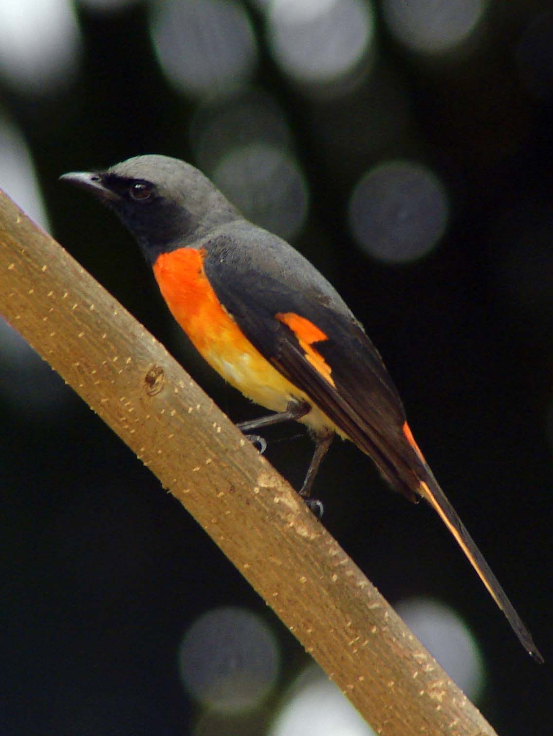 Small Minivet — Borneo wildlife, book, free download, jungle tour, bird, bird tour