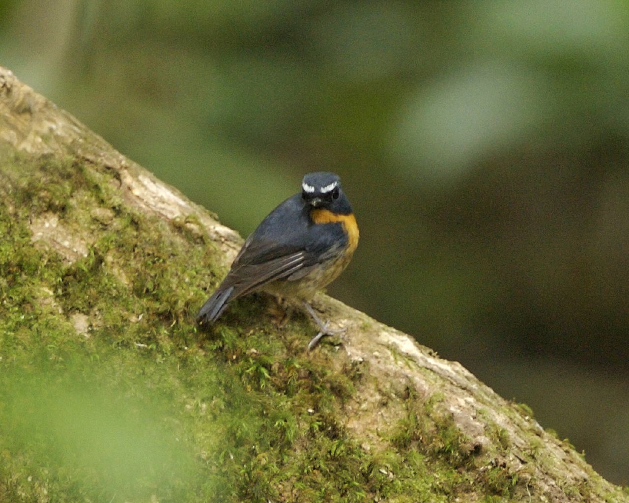 Snowy-browed Flycatcher — Borneo wildlife, book, free download, jungle tour, bird, bird tour