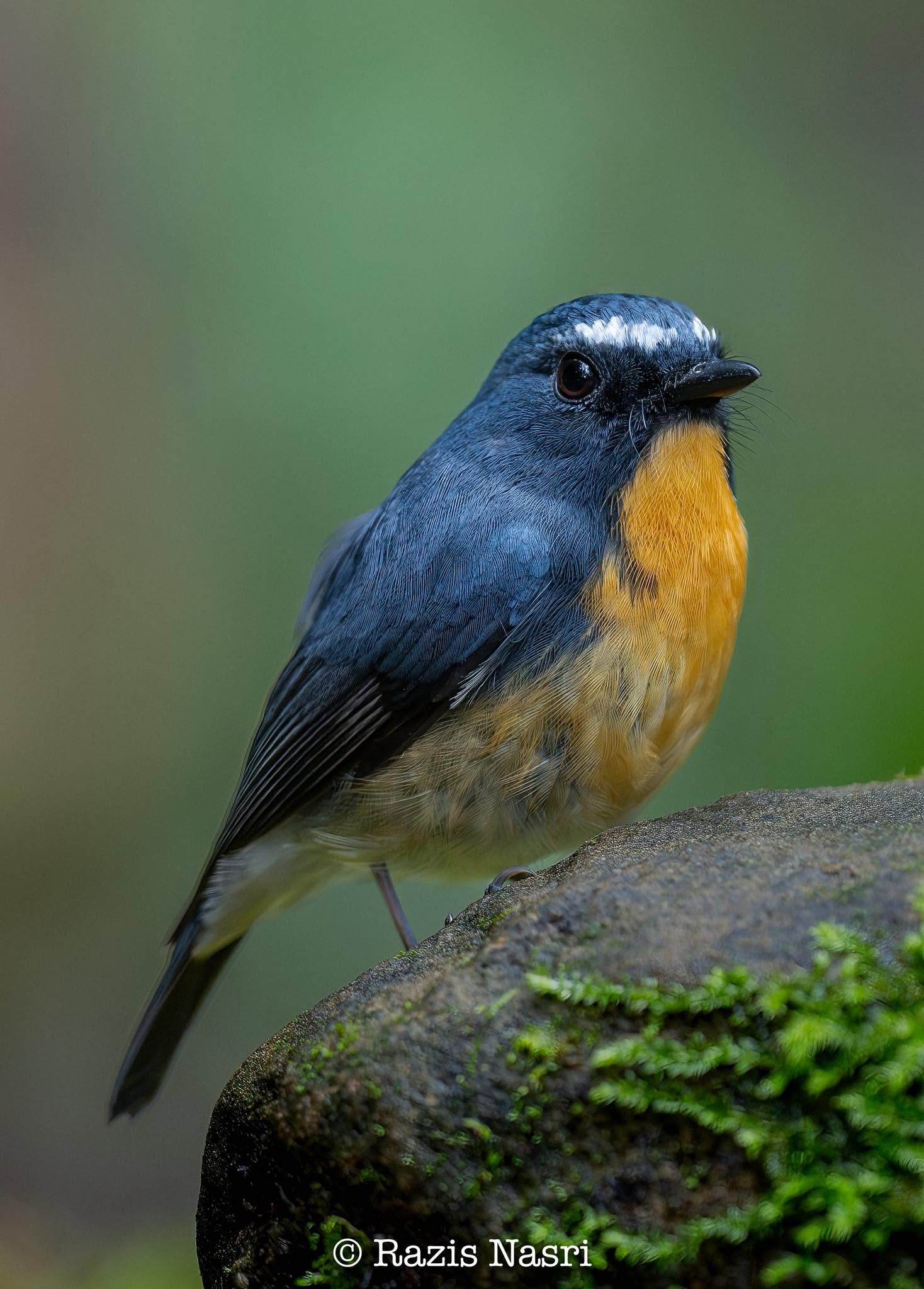 Snowy-browed Flycatcher — Borneo wildlife, book, free download, jungle tour, bird, bird tour