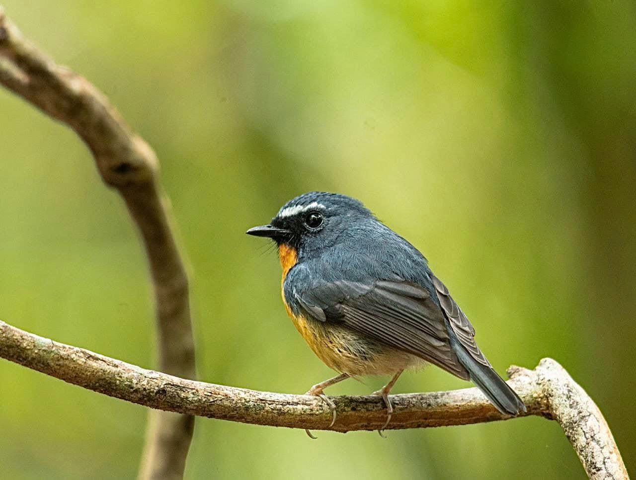 Snowy-browed Flycatcher — Borneo wildlife, book, free download, jungle tour, bird, bird tour