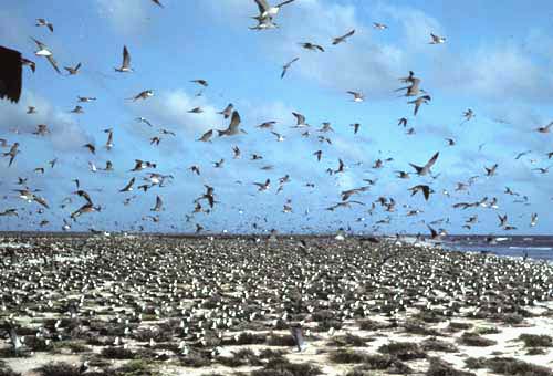 Sooty Tern — Borneo wildlife, book, free download, jungle tour, bird, bird tour