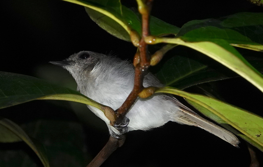Sooty-capped Babbler — Borneo wildlife, book, free download, jungle tour, bird, bird tour