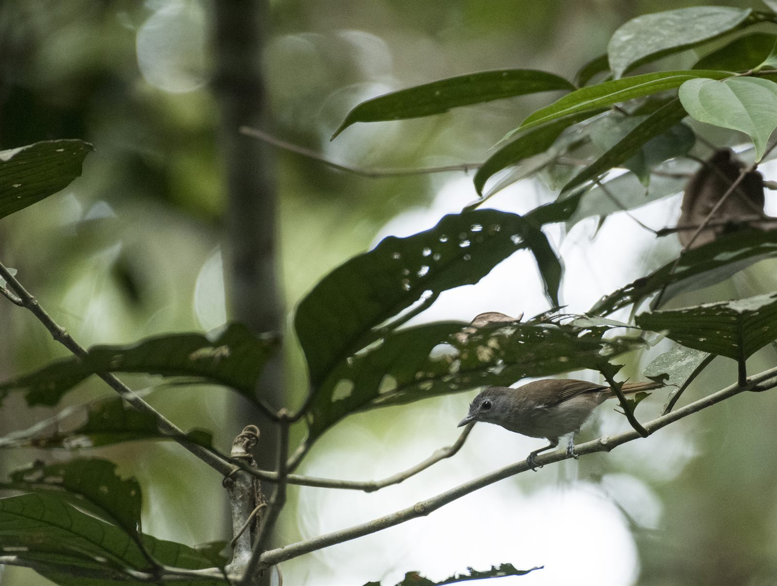 Sooty-capped Babbler — Borneo wildlife, book, free download, jungle tour, bird, bird tour