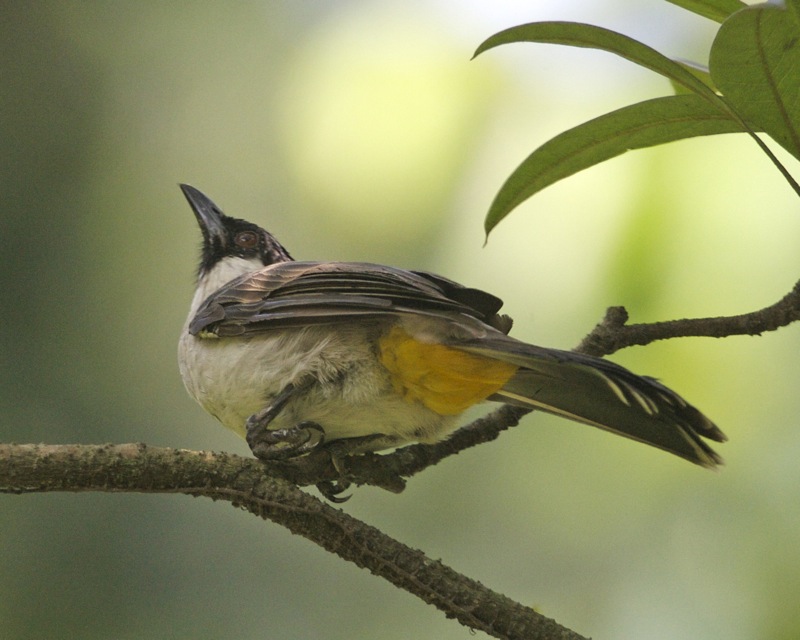 Sooty-headed Bulbul — Borneo wildlife, book, free download, jungle tour, bird, bird tour