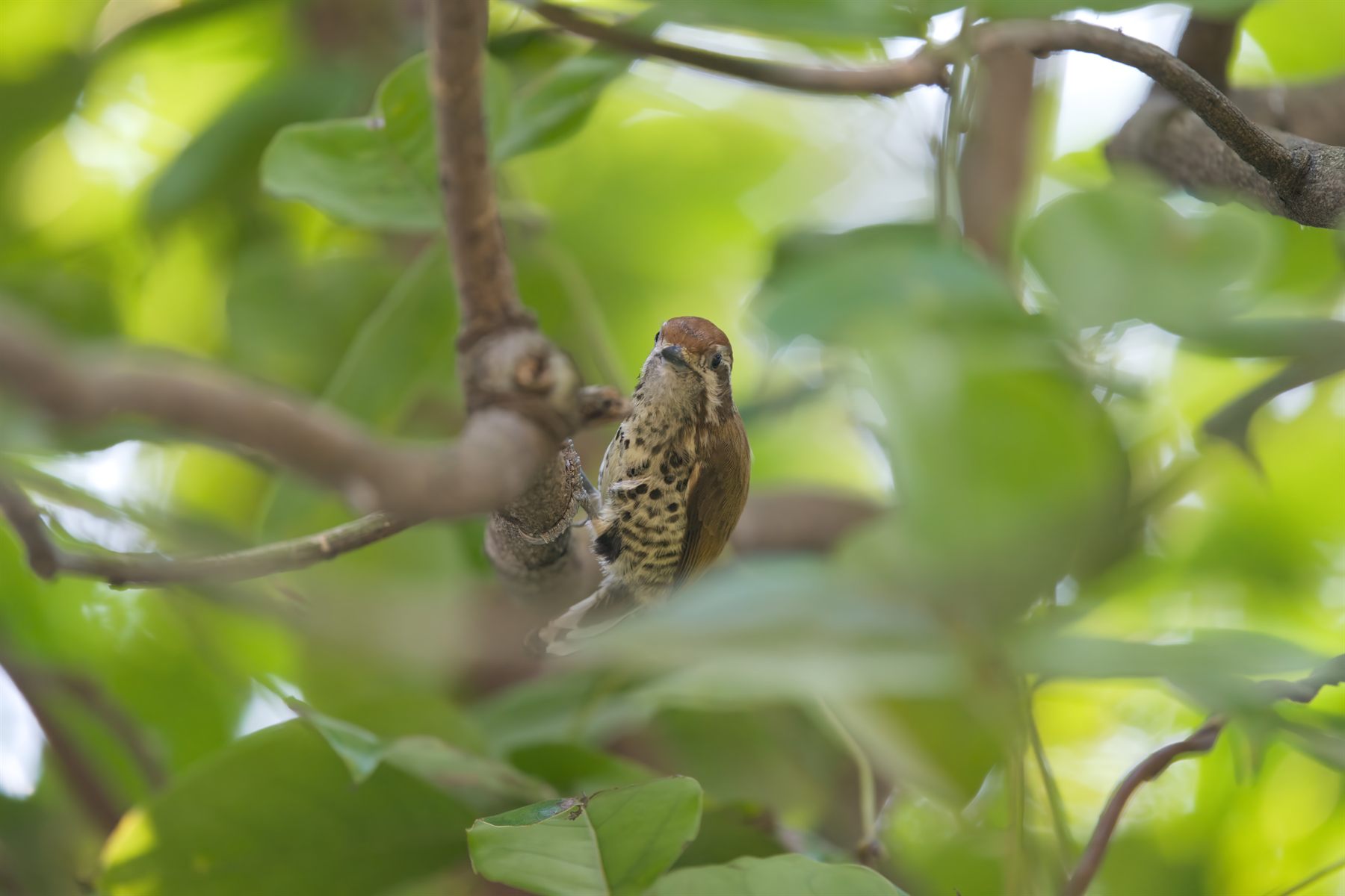 Speckled Piculet — Borneo wildlife, book, free download, jungle tour, bird, bird tour