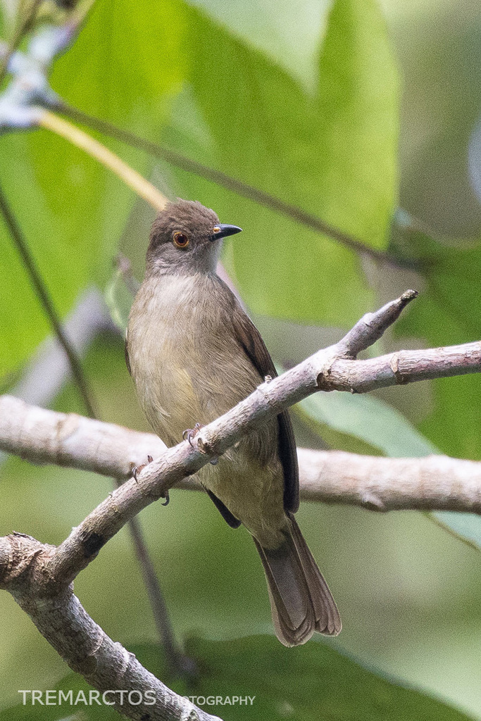 Spectacled Bulbul — Borneo wildlife, book, free download, jungle tour, bird, bird tour