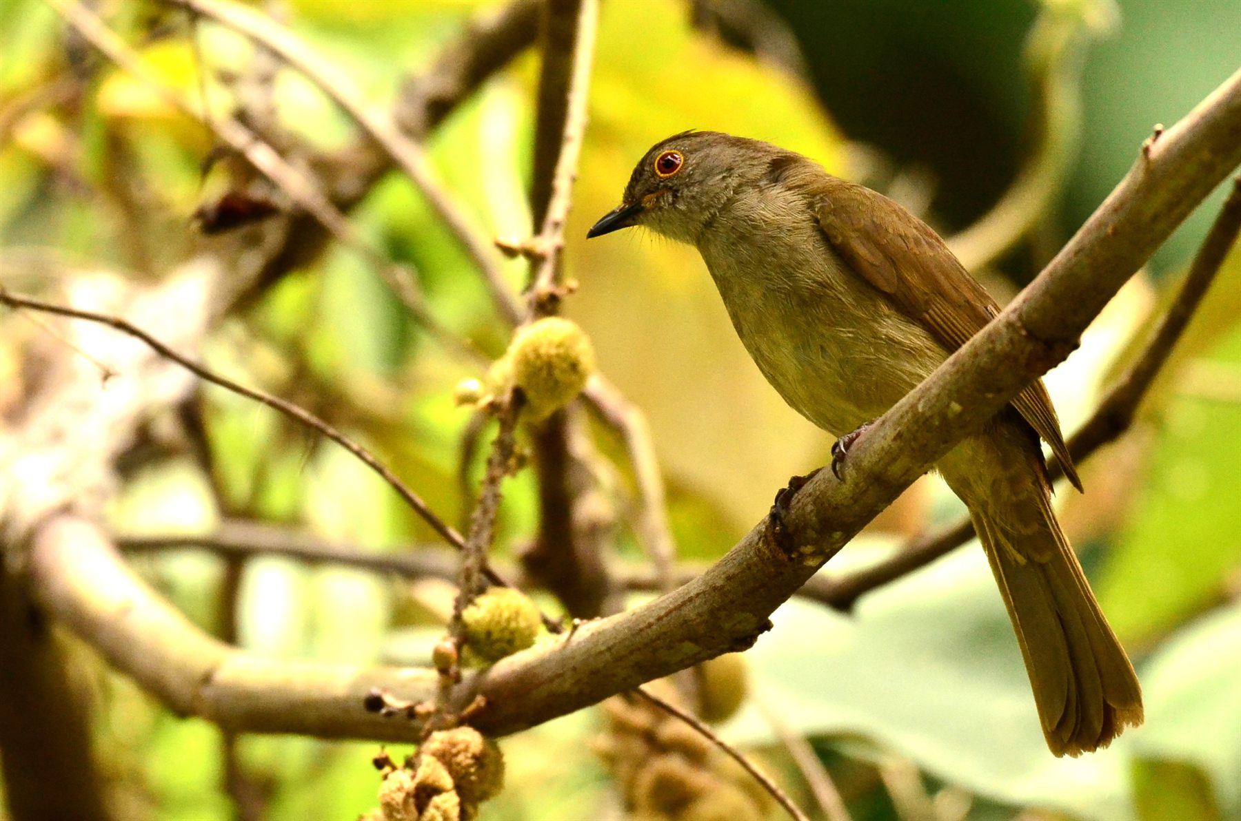 Spectacled Bulbul — Borneo wildlife, book, free download, jungle tour, bird, bird tour
