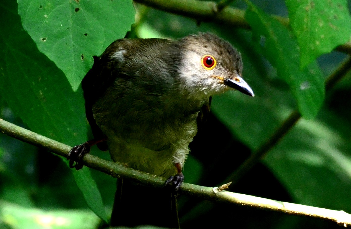 Spectacled Bulbul — Borneo wildlife, book, free download, jungle tour, bird, bird tour