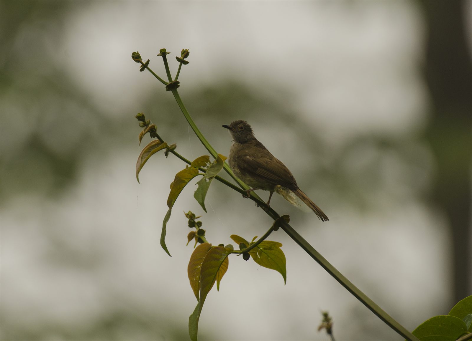 Spectacled Bulbul — Borneo wildlife, book, free download, jungle tour, bird, bird tour