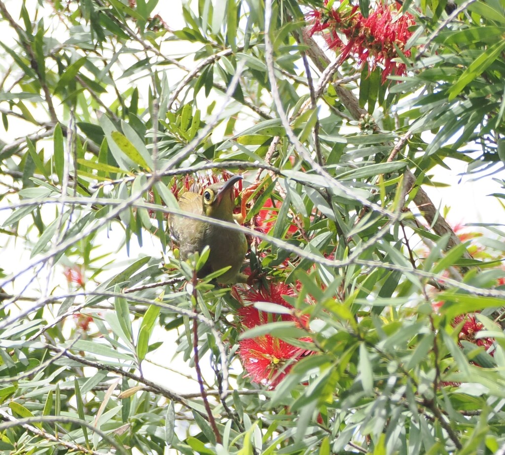 Spectacled Spiderhunter — Borneo wildlife, book, free download, jungle tour, bird, bird tour