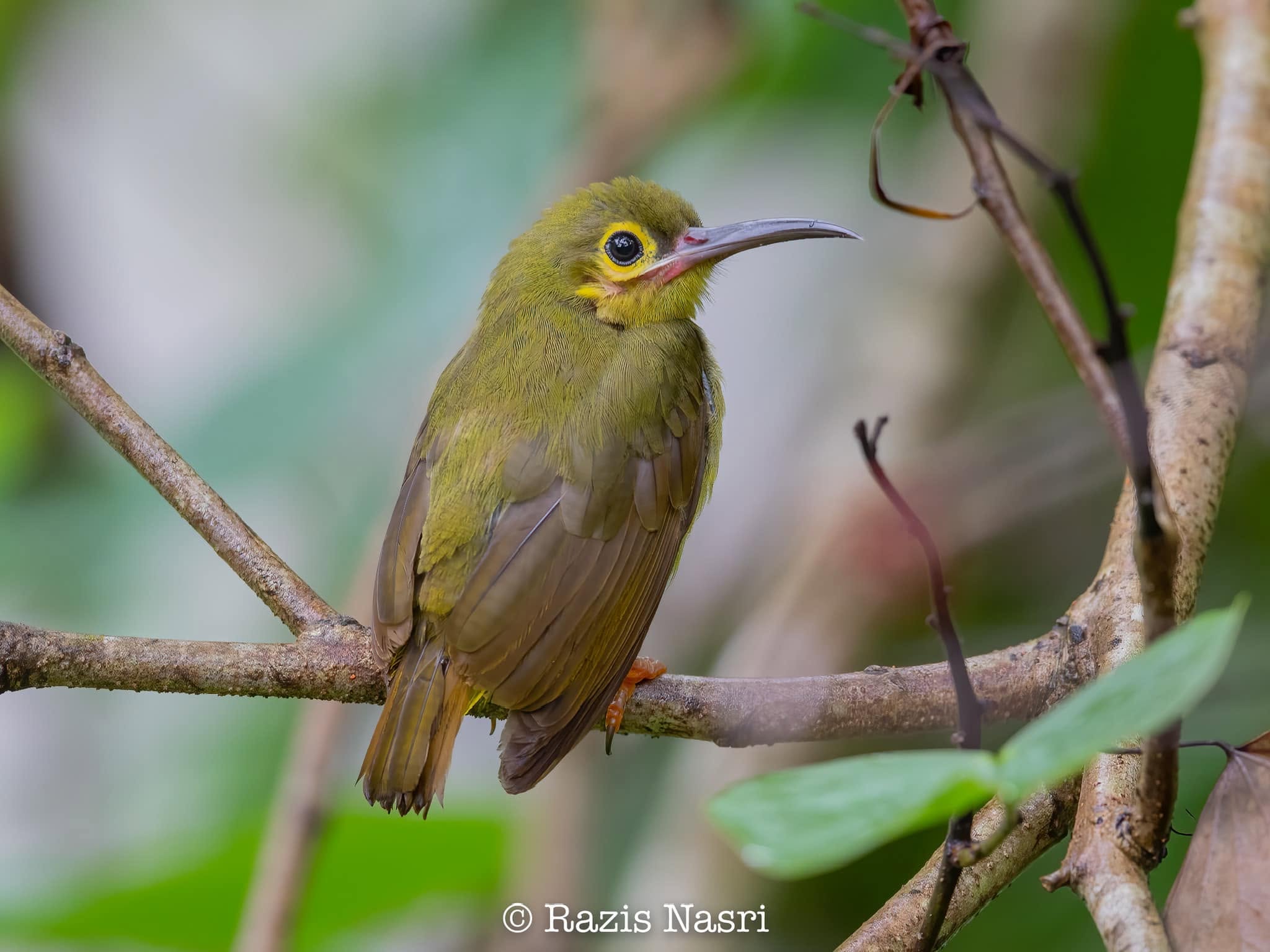 Spectacled Spiderhunter — Borneo wildlife, book, free download, jungle tour, bird, bird tour