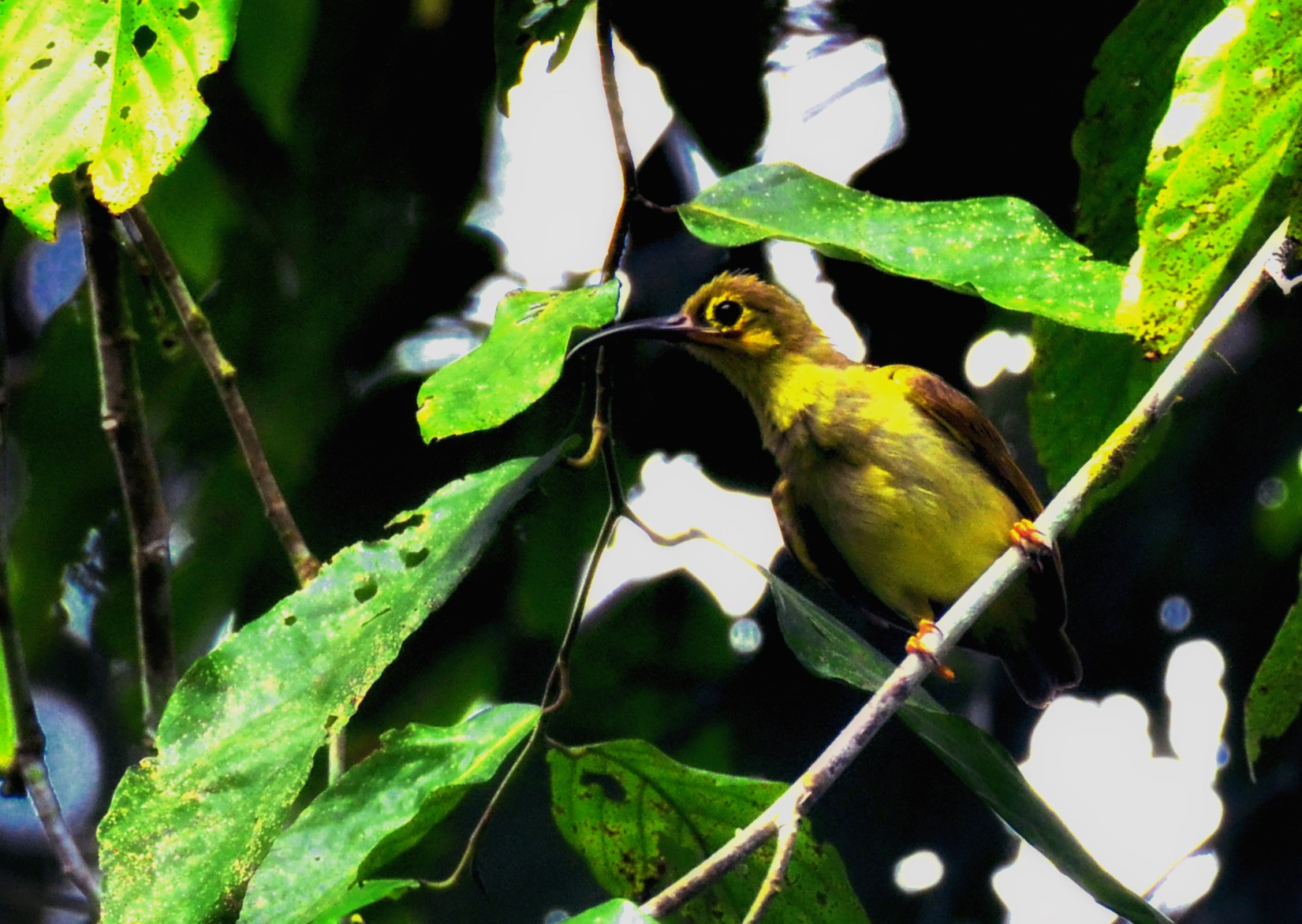 Spectacled Spiderhunter — Borneo wildlife, book, free download, jungle tour, bird, bird tour