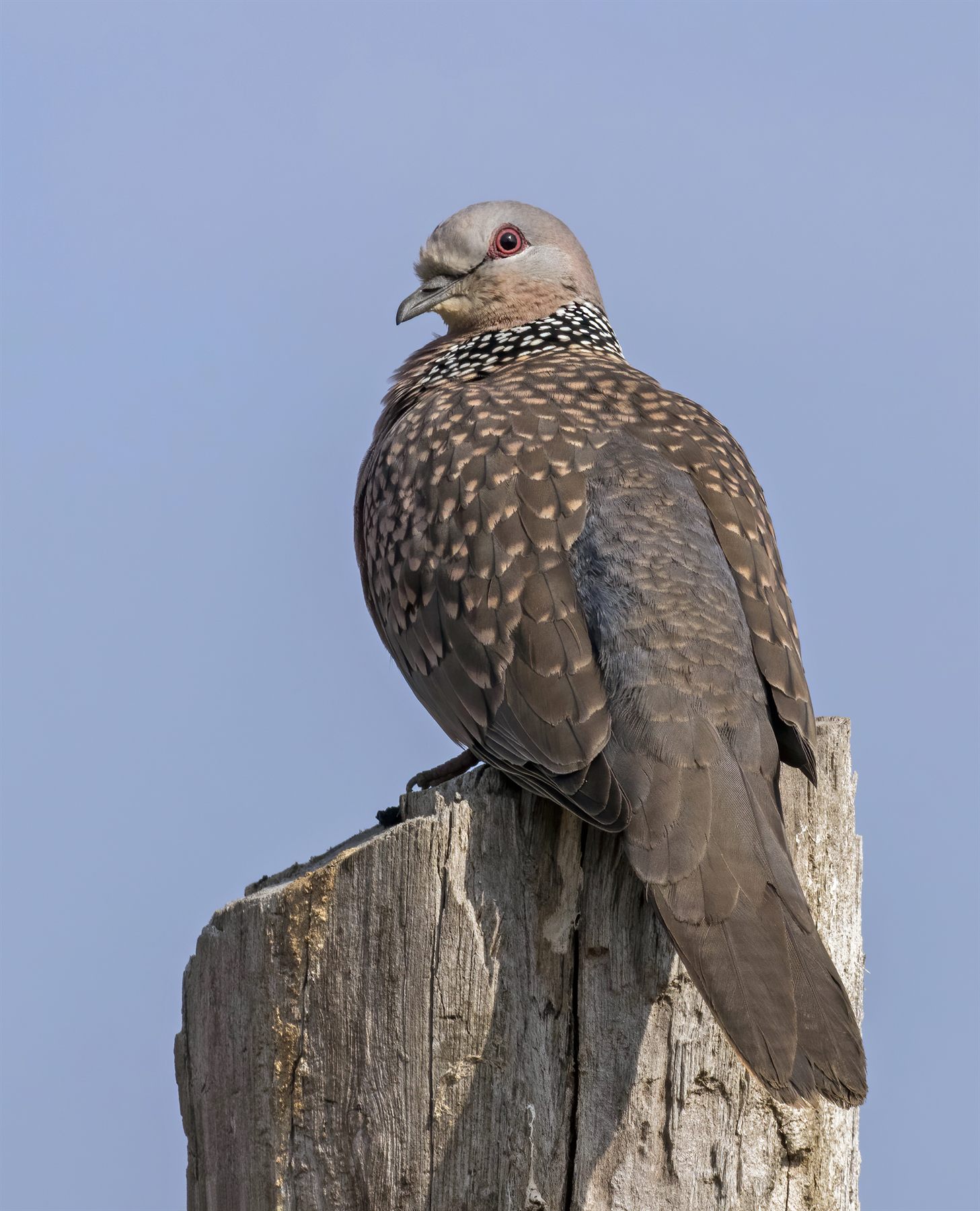Spotted Dove — Borneo wildlife, book, free download, jungle tour, bird, bird tour