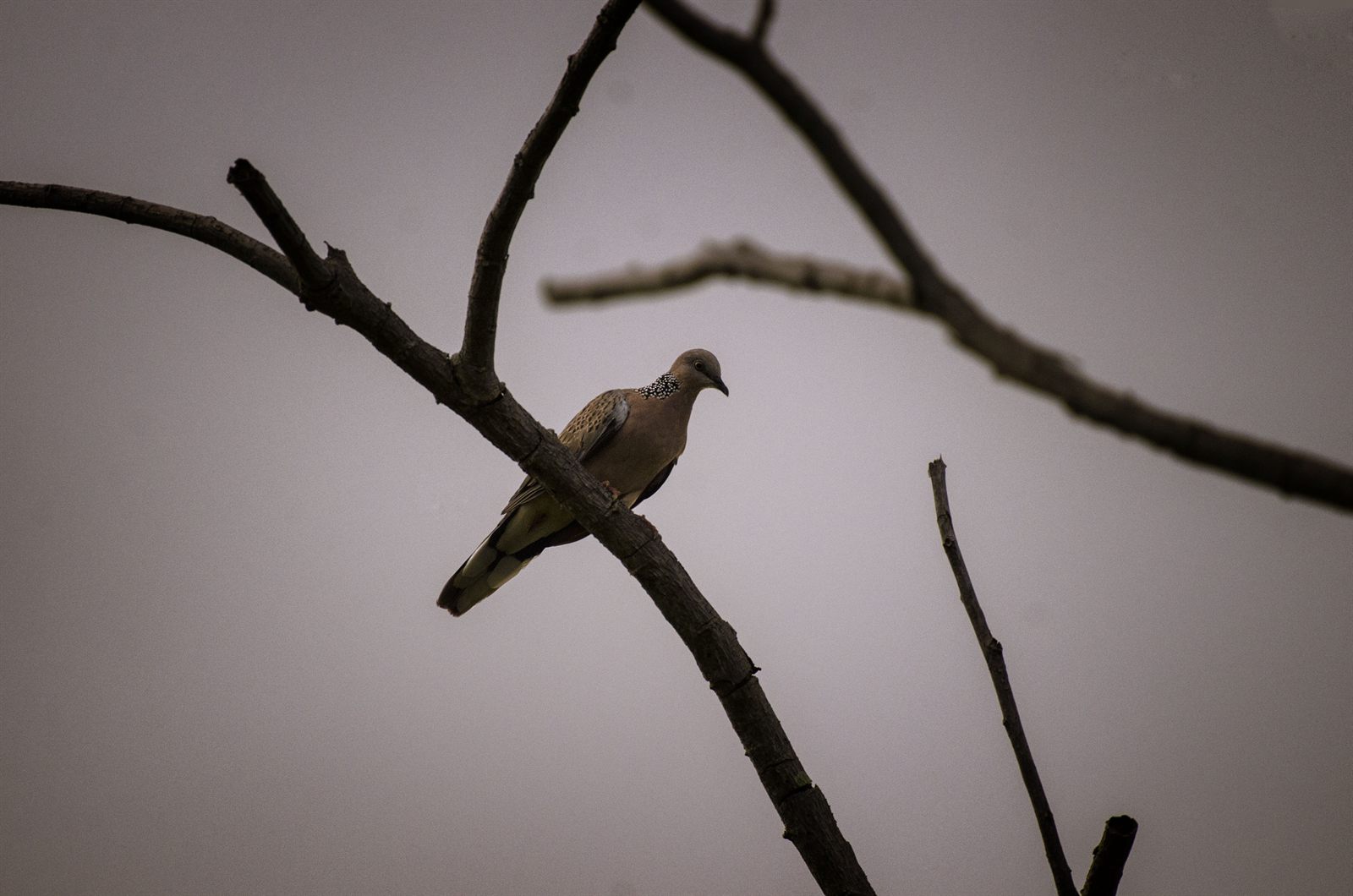 Spotted Dove — Borneo wildlife, book, free download, jungle tour, bird, bird tour