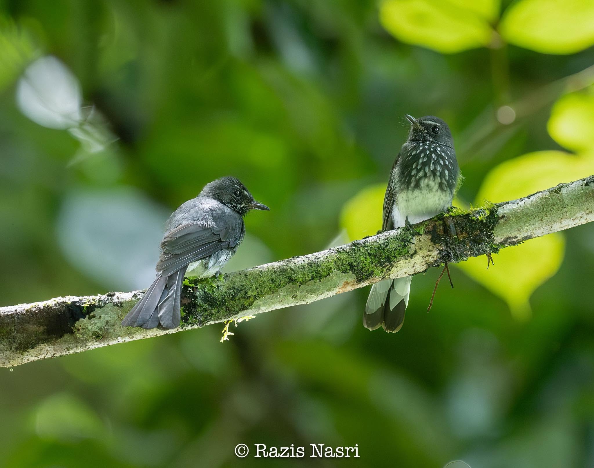 Spotted Fantail — Borneo wildlife, book, free download, jungle tour, bird, bird tour