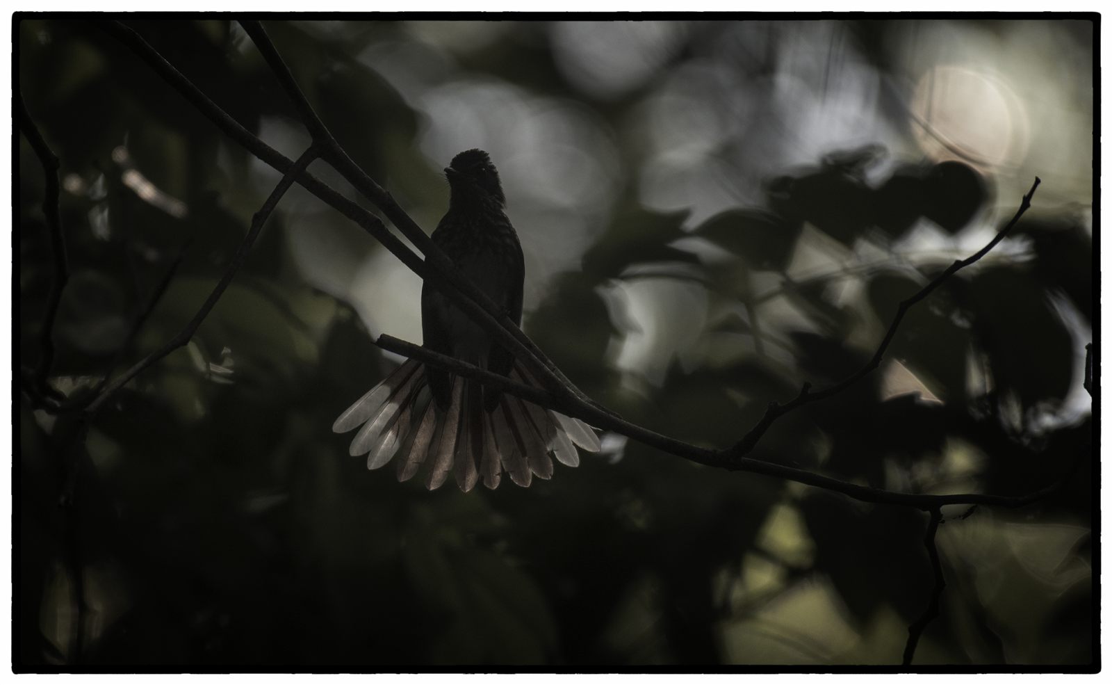 Spotted Fantail — Borneo wildlife, book, free download, jungle tour, bird, bird tour