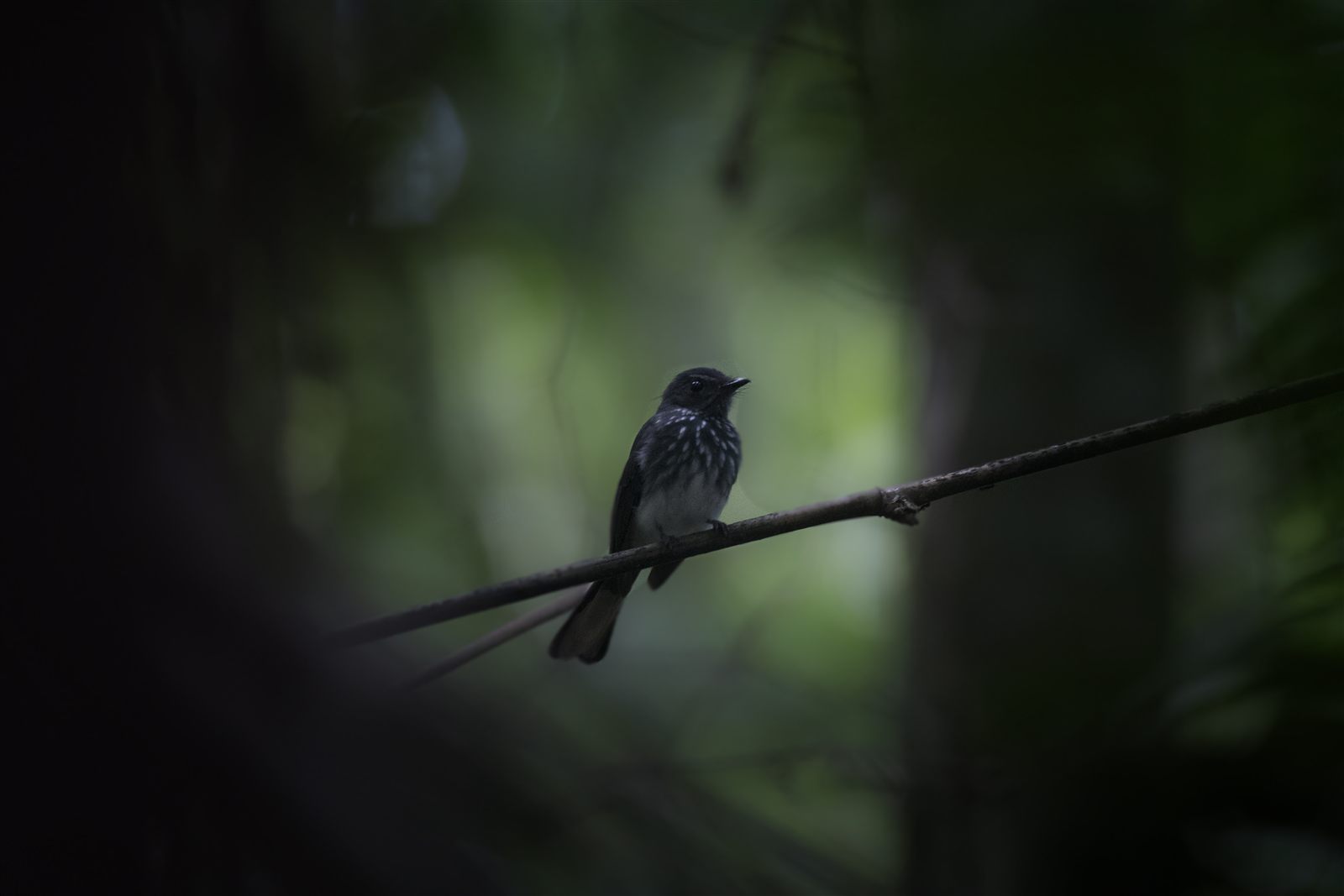 Spotted Fantail — Borneo wildlife, book, free download, jungle tour, bird, bird tour