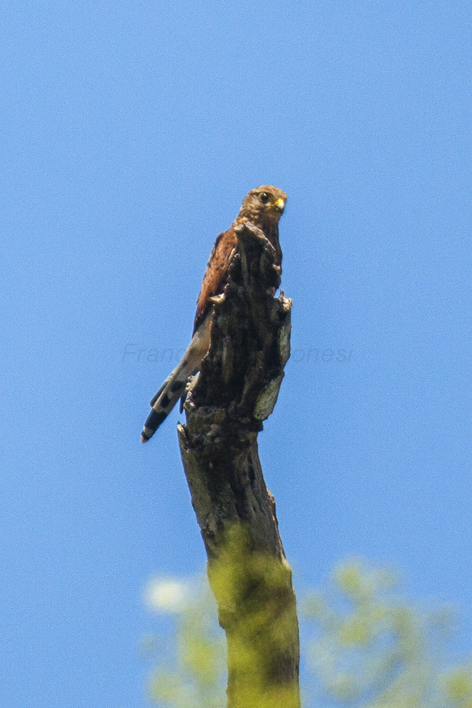 Spotted Kestrel — Borneo wildlife, book, free download, jungle tour, bird, bird tour