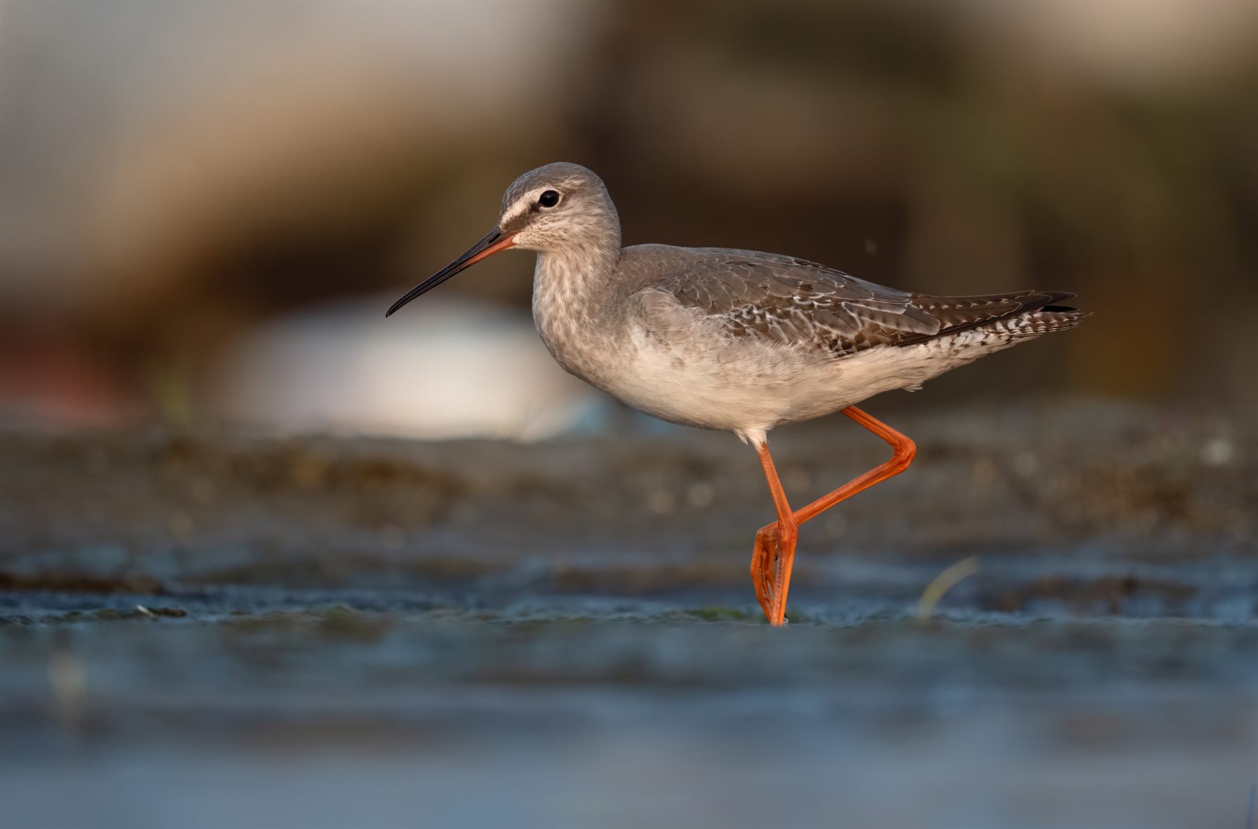 Spotted Redshank — Borneo wildlife, book, free download, jungle tour, bird, bird tour