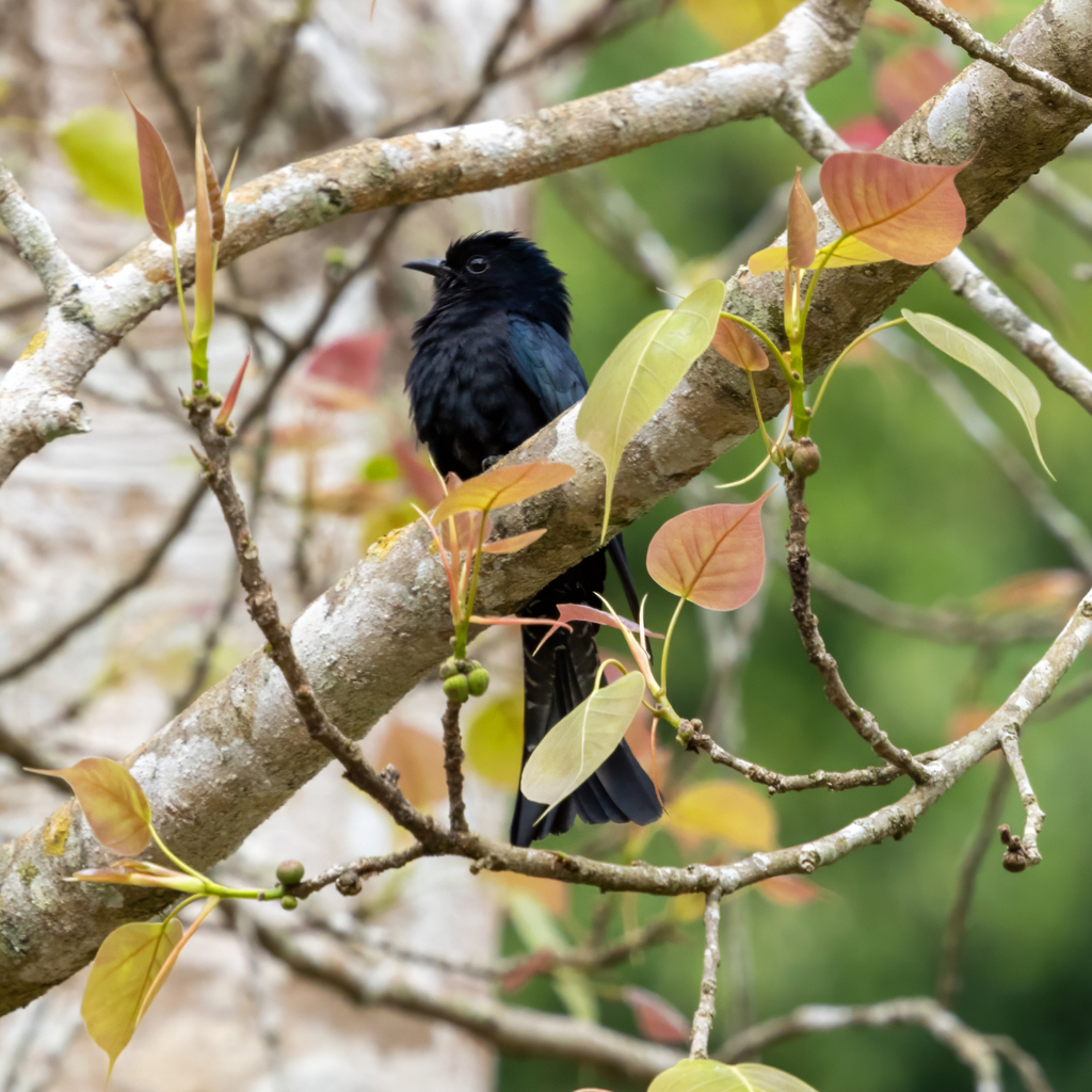 Square-tailed Drongo-Cuckoo — Borneo wildlife, book, free download, jungle tour, bird, bird tour