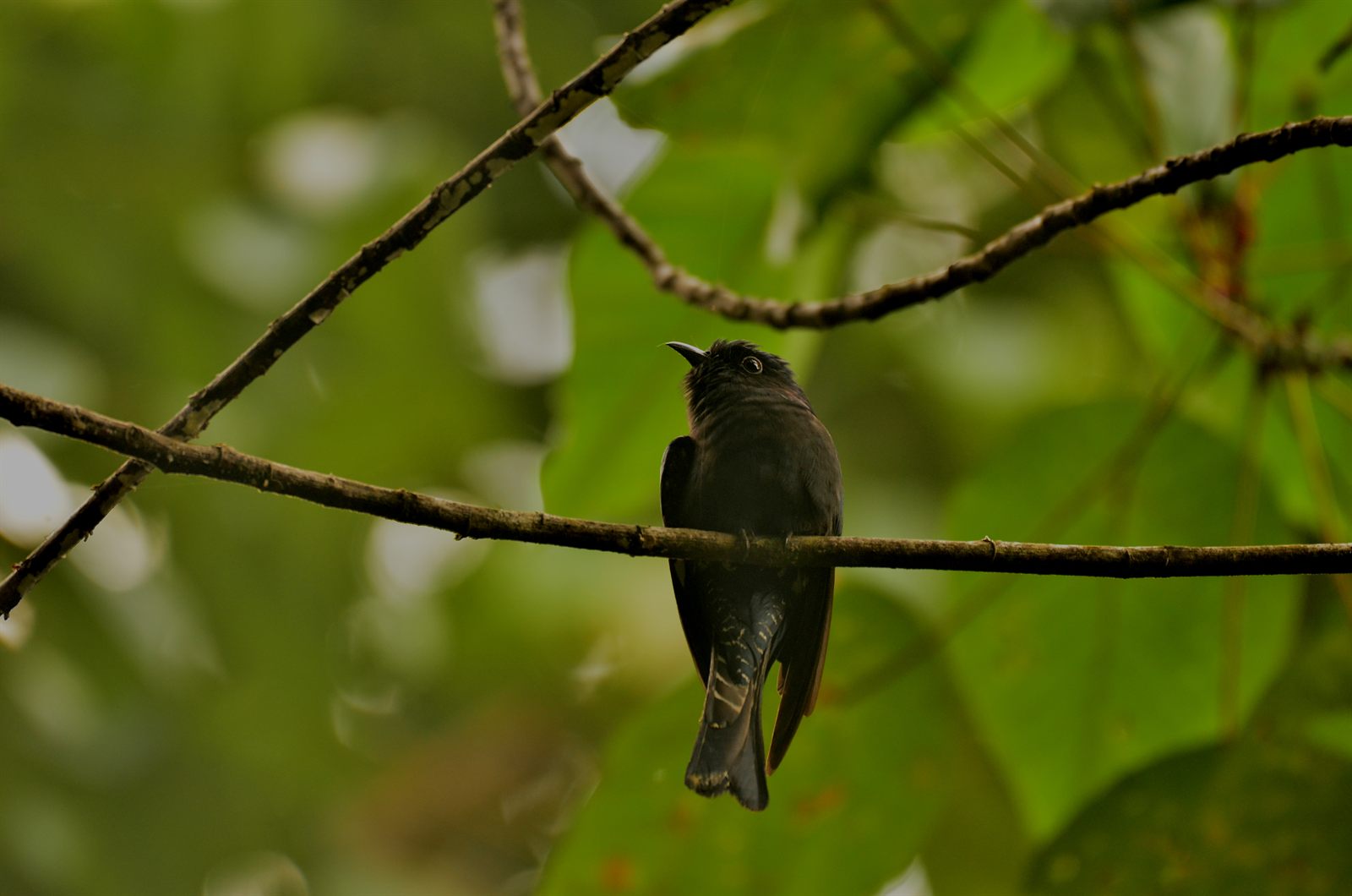 Square-tailed Drongo-Cuckoo — Borneo wildlife, book, free download, jungle tour, bird, bird tour