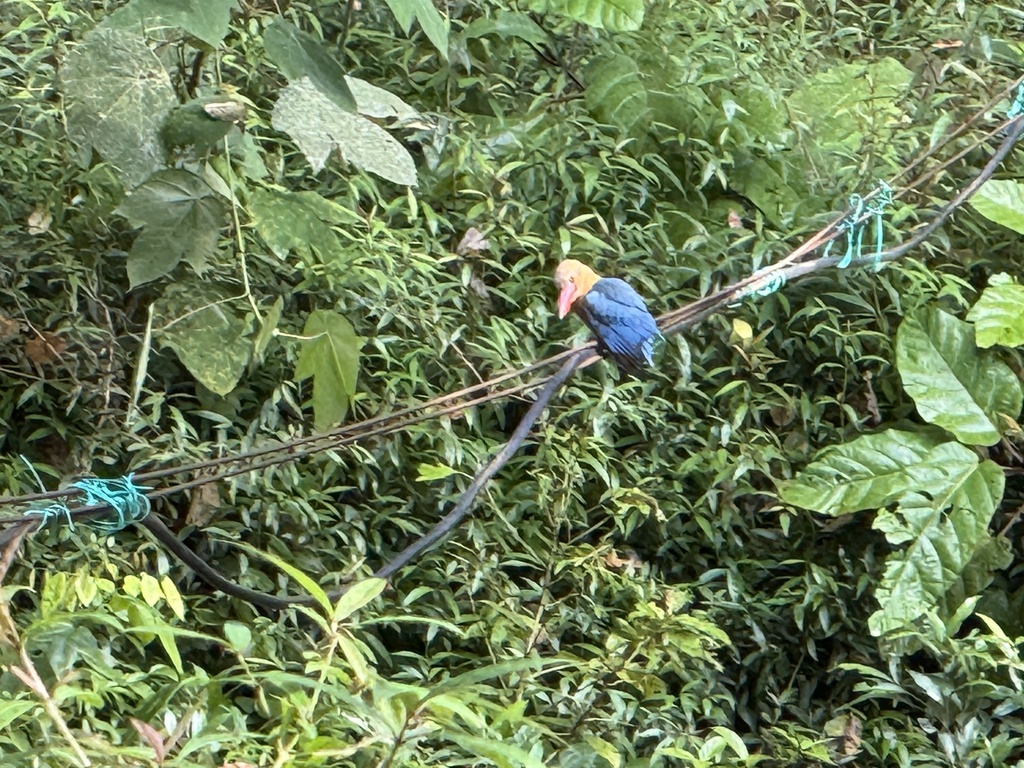 Stork-billed Kingfisher — Borneo wildlife, book, free download, jungle tour, bird, bird tour