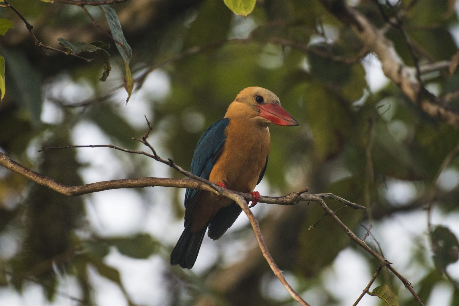 Stork-billed Kingfisher — Borneo wildlife, book, free download, jungle tour, bird, bird tour
